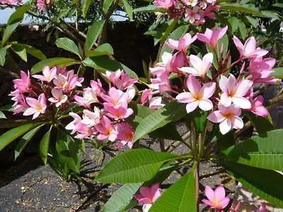 San Francisco Park (adults Only) Puerto del Carmen (Lanzarote)